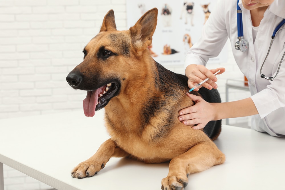 German Shepherd Dog Getting The Dhpp Vaccine From The Vet