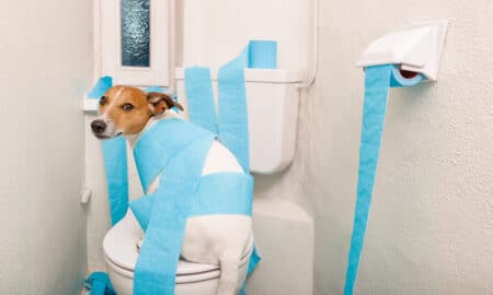 Jack Russell Wrapped In Toilet Paper Suffering From Dog Diarrhea In The Toilet