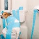Jack Russell Wrapped In Toilet Paper Suffering From Dog Diarrhea In The Toilet