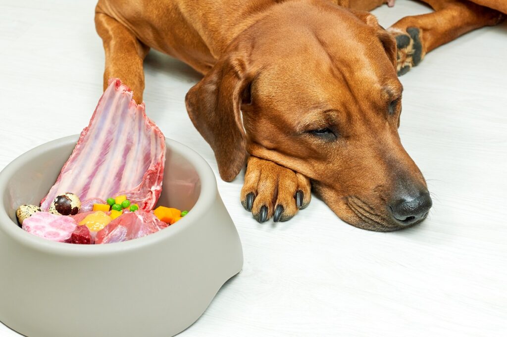 Lethargic Dog Not Eating. Symptoms Of Anti Freeze Poisoning