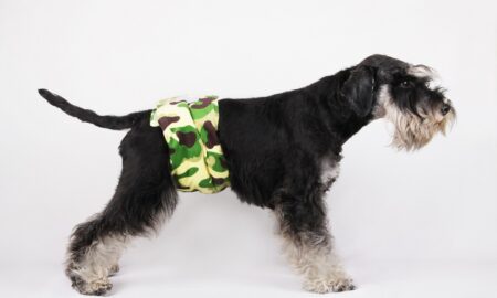 Male Dog With A Belly Band Strapped Around His Waist