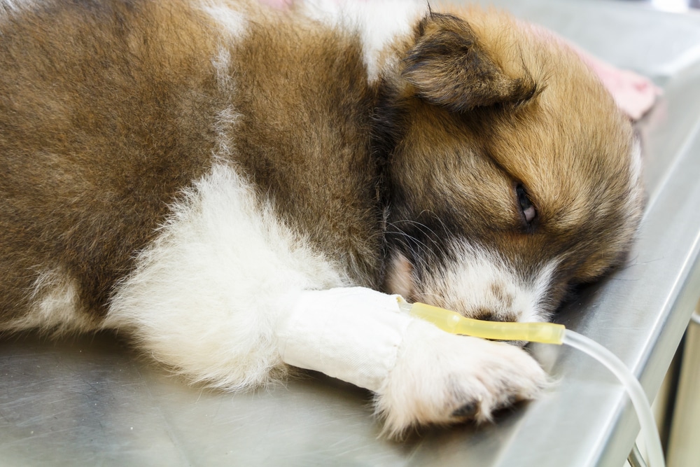 Puppy With Iv Fluids Suffering From Parvo
