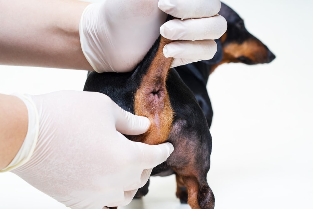Rear View Of Dog With Vet Displaying Anal Glands