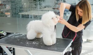 Properly Grooming A Bichon Frise