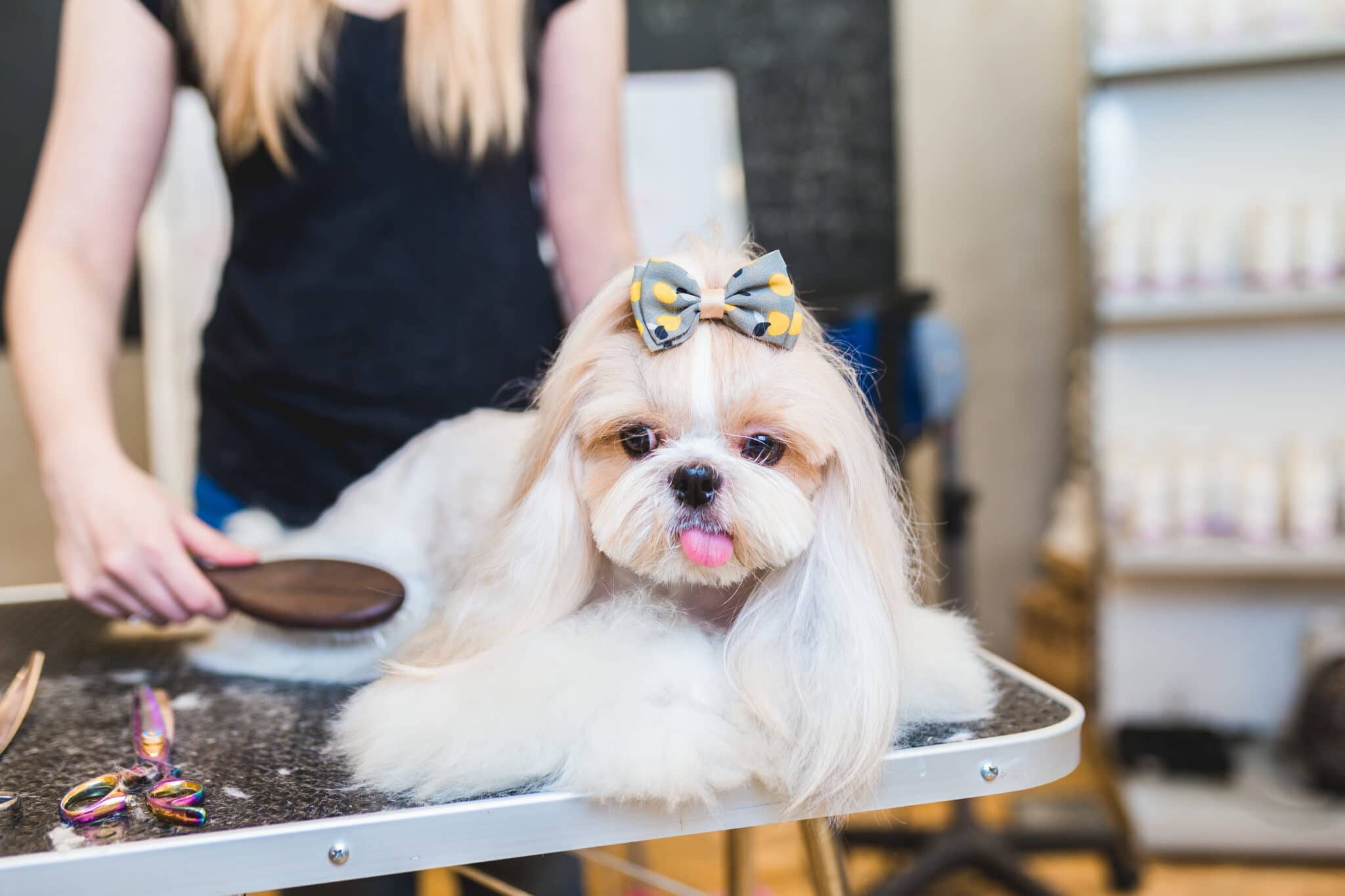 Shih Tzu Hairstyles  What You Need to Know  Shih Tzu Time