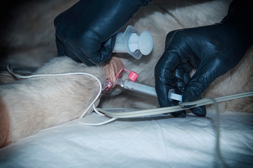 Dog Euthanasia Performed Through A Catheter