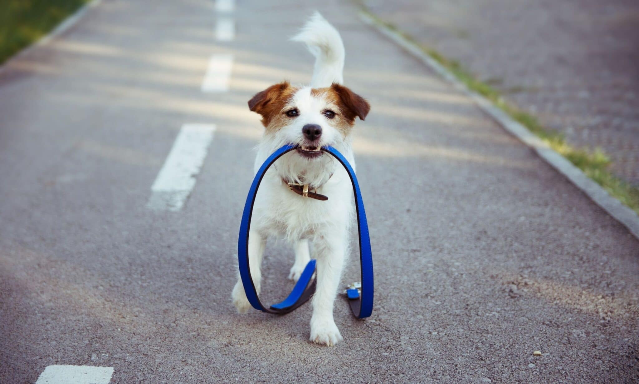 How To Train Your Dog Off-Leash