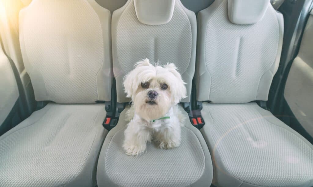 Prepare Your Dog And Teach Him To Love Your Car