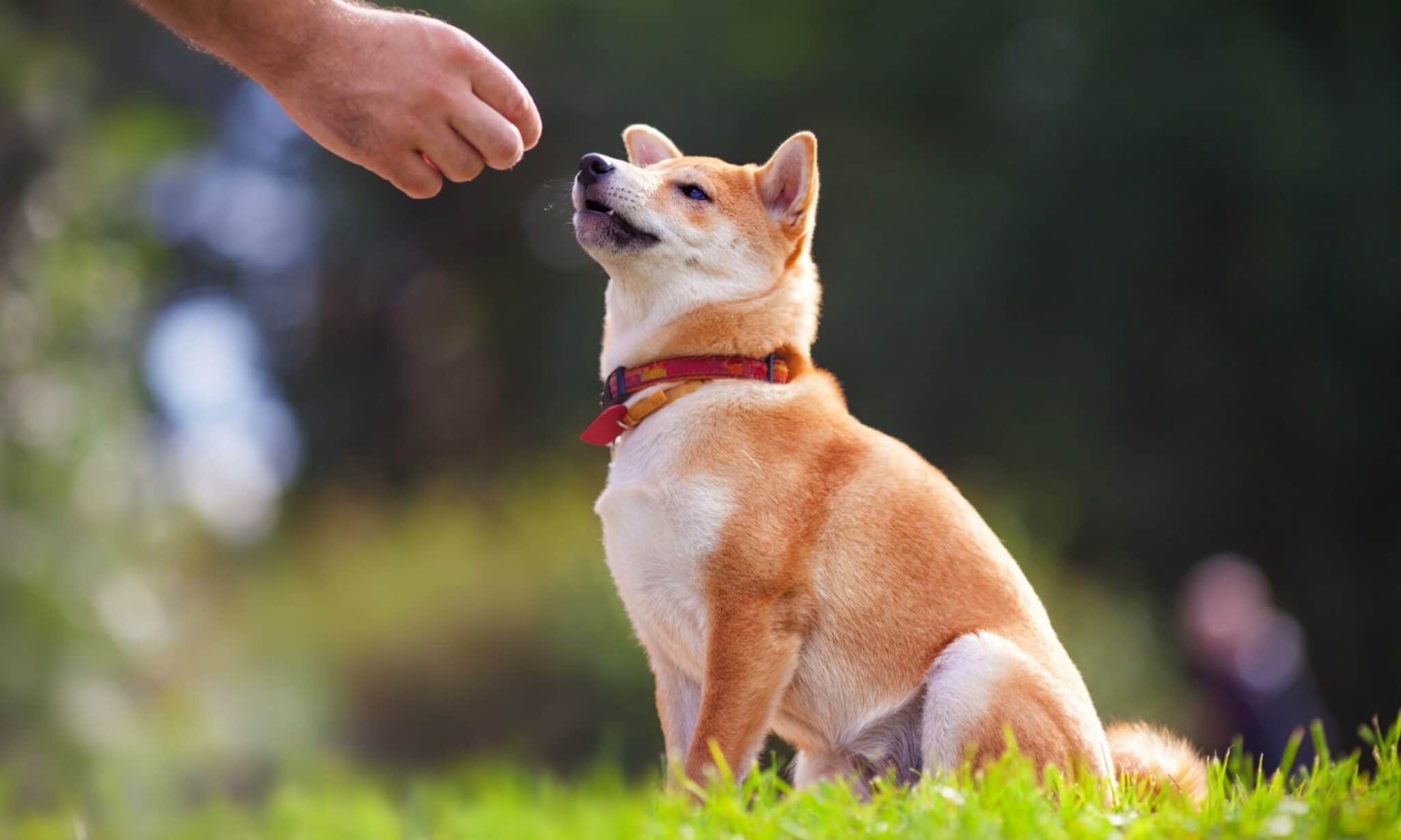 Basic Dog Obedience Training: How To Start