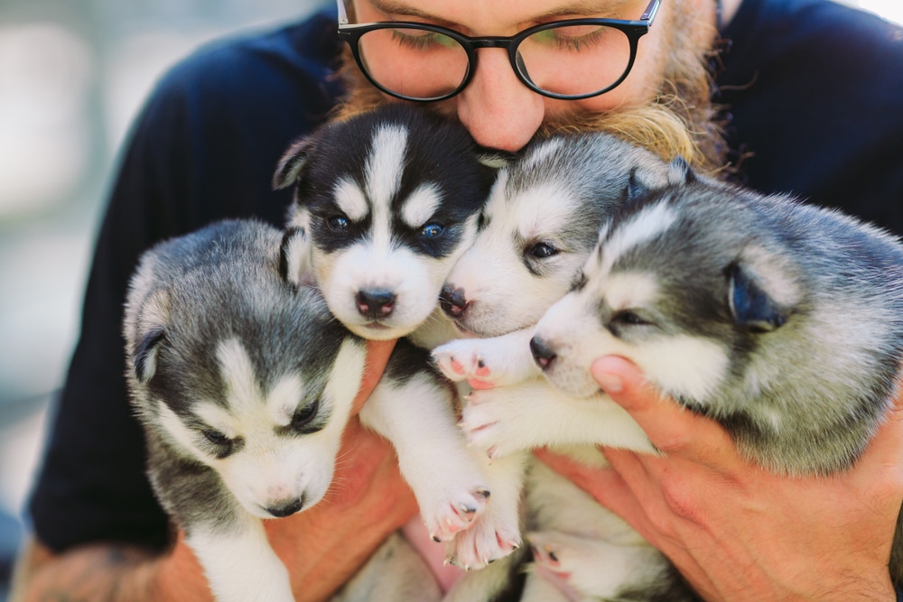 Breeder Holding Onto Four Husky Puppies