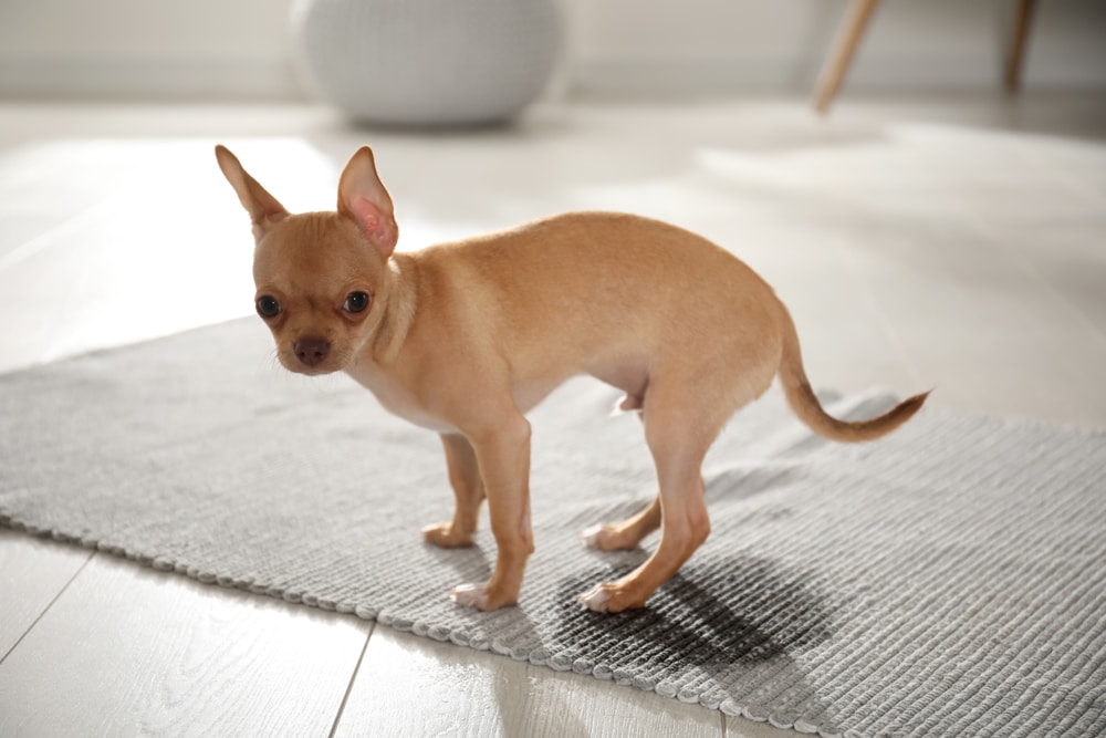 Chihuahua Peeing On The Carpet