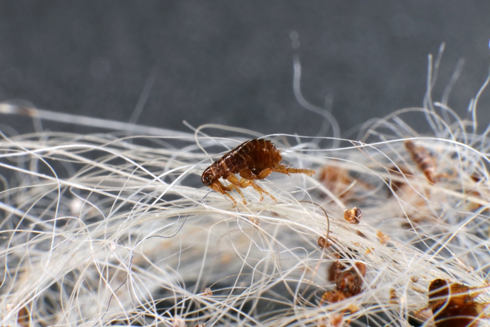 Close Up Of Fleas On Dog Hair