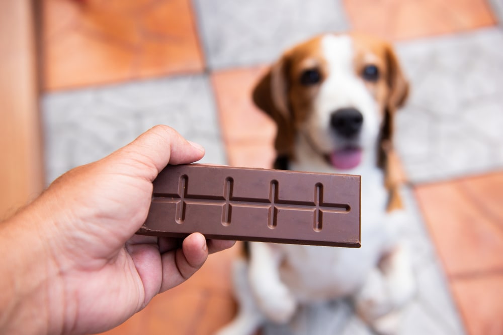 Cute Dog With One Of The Most Common Human Foods Dogs Can'T Eat, Chocolate