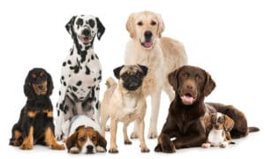 different dog breeds in one photo with white background