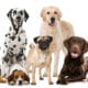 Different Dog Breeds In One Photo With White Background