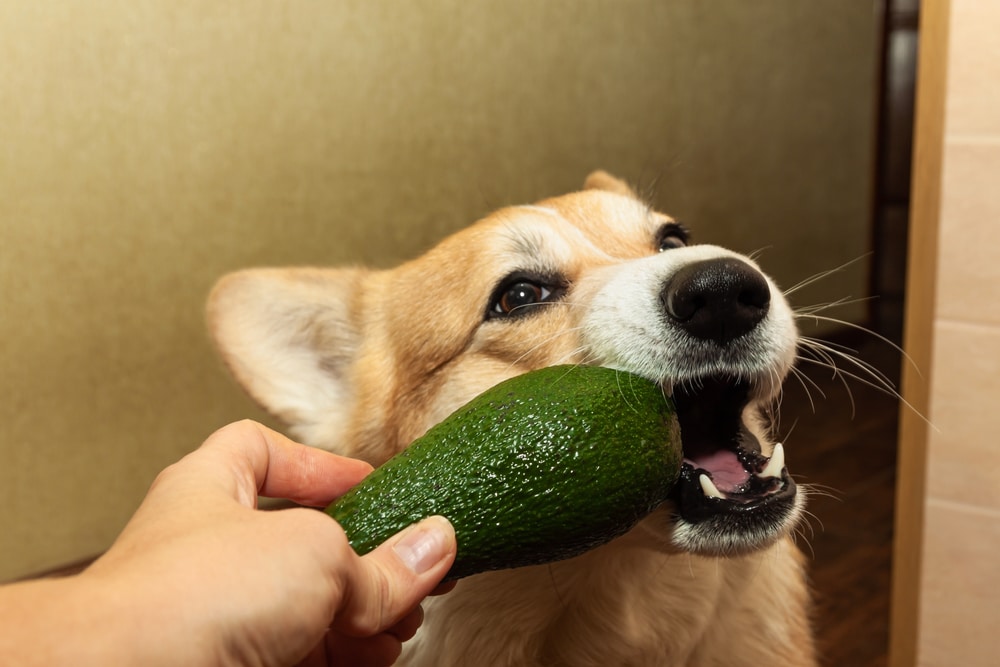 Corgi Dog Biting An Avocado