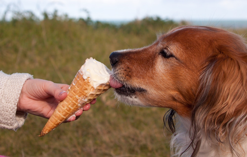 Dog Eating An Ice Cream Cone