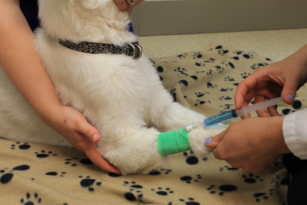 Dog Euthanasia Being Administered By A Vet To A Big Dog