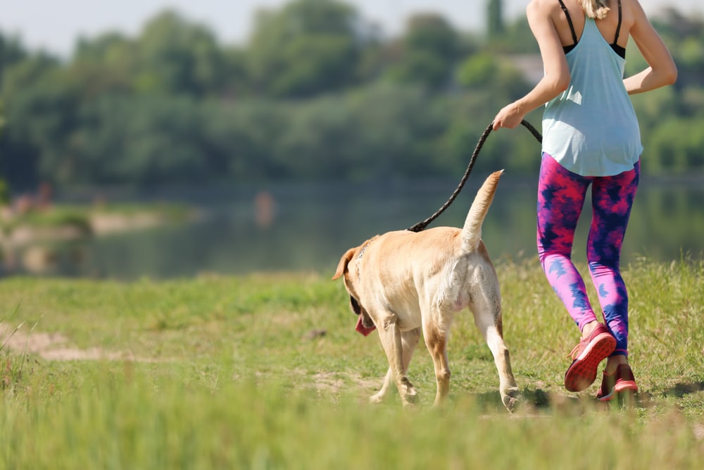Dog Exercising In The Fields With Its Owner. Regular Exercise Makes Dog Age In Human Years Longer