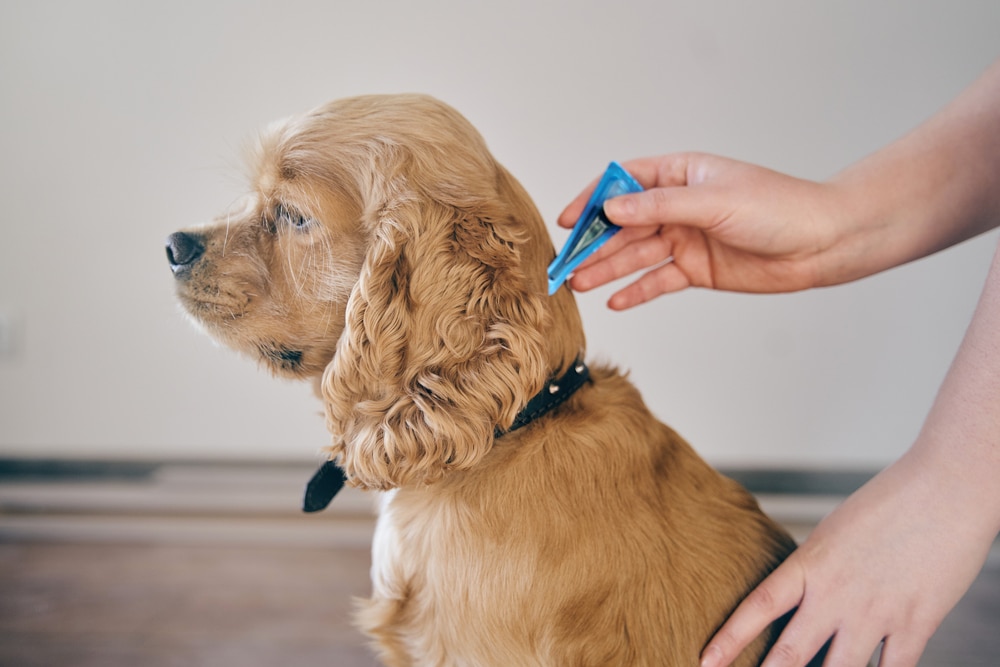 Dog Getting A Spot Treatment For Flea Allergy Dermatitis In Dogs
