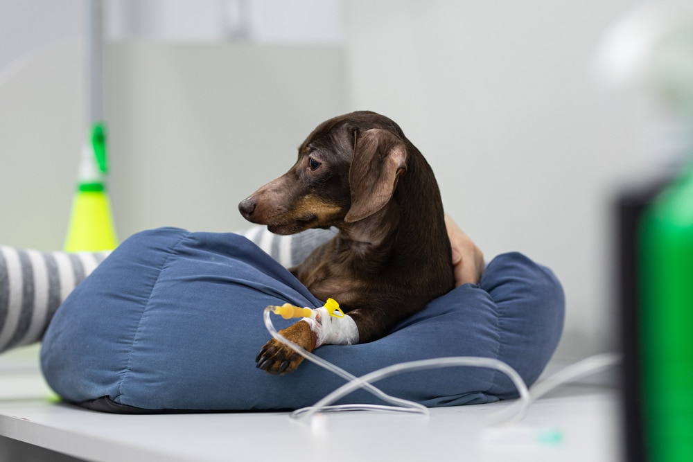 Dog In The Vet With An Iv Fluid To Treat Snail Bait Poisoning In Dogs