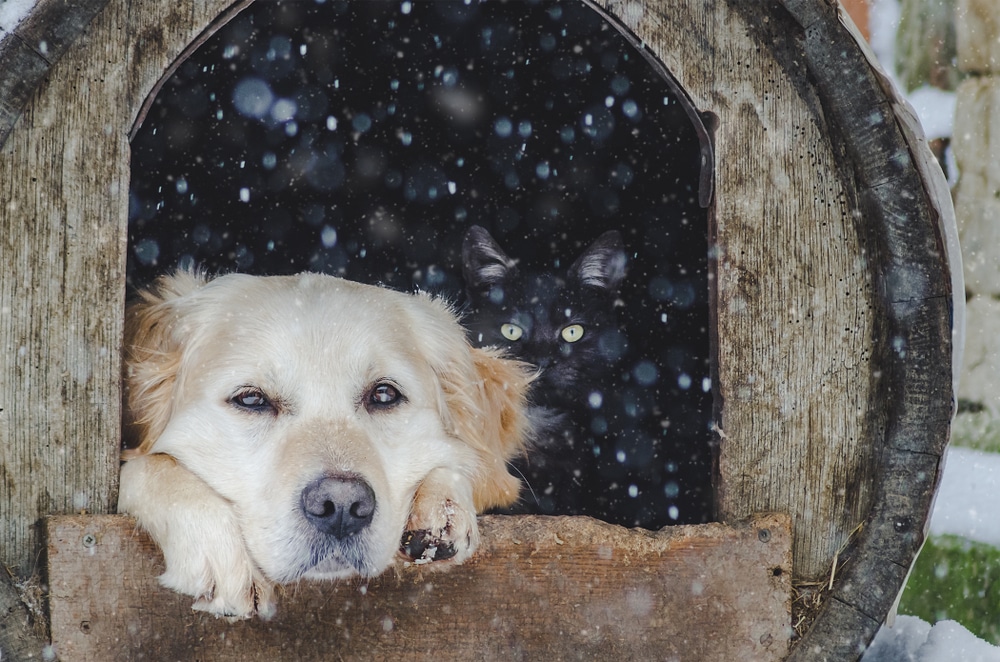 Dog And Cat Inside Their House While It'S Snowing