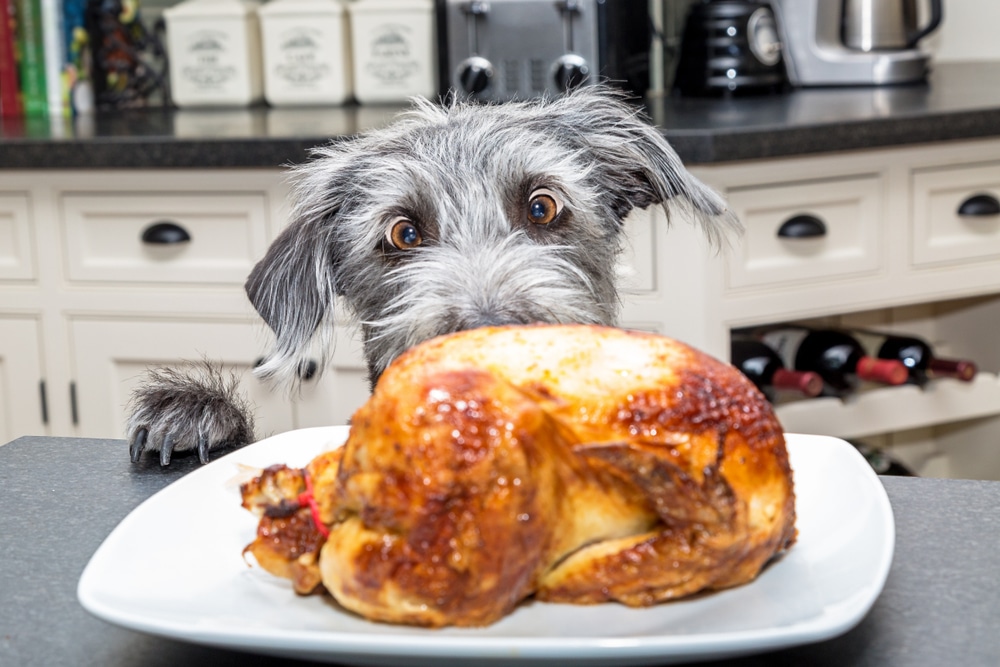 Dog Looking At A Plate Of Roasted Chicken At Thanksgiving