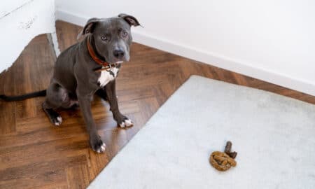 Dog Looking At The Camera With Its Poop On The Carpet