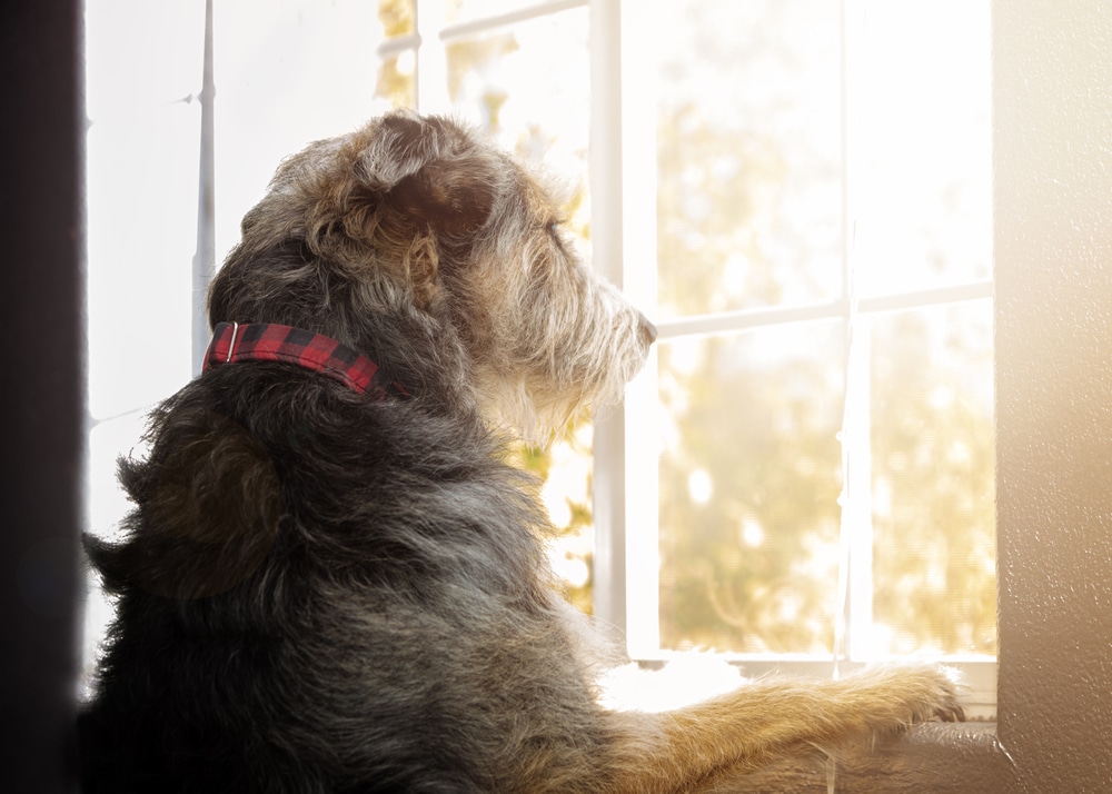 Dog Looking Out The Window After Being Left Alone At Home