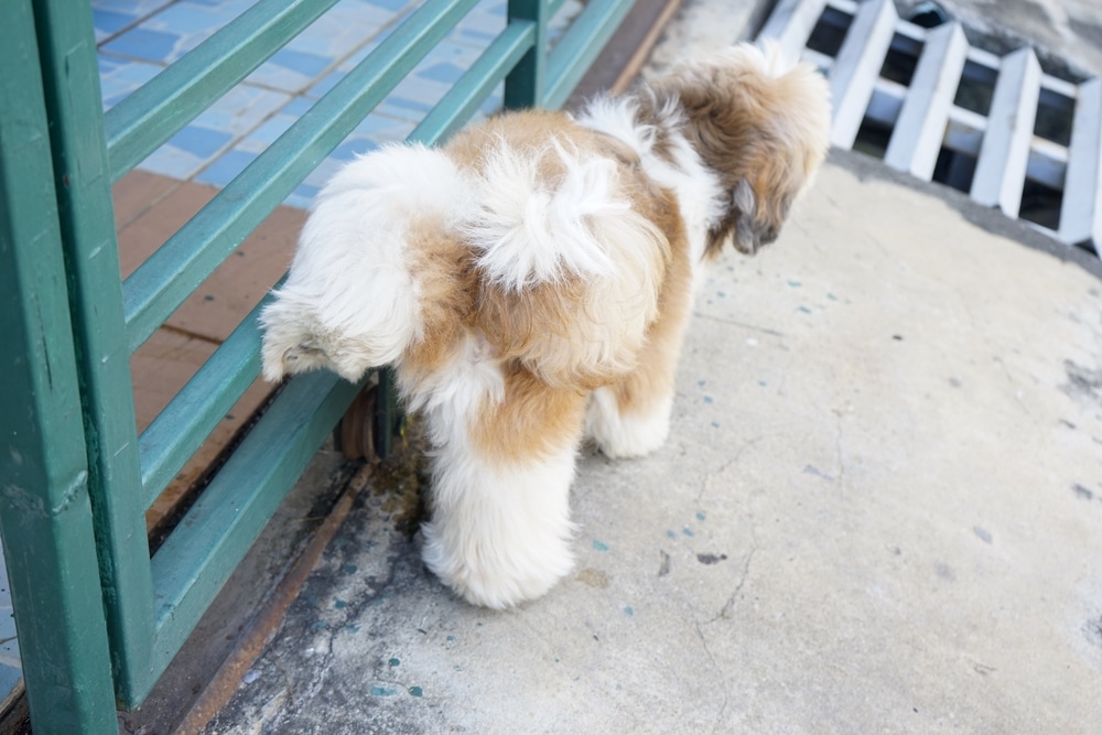 Dog Marking Territory At The Gate Of A House