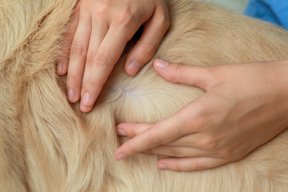 Dog Owner Inspecting Pet'S Skin For Any Ringworm