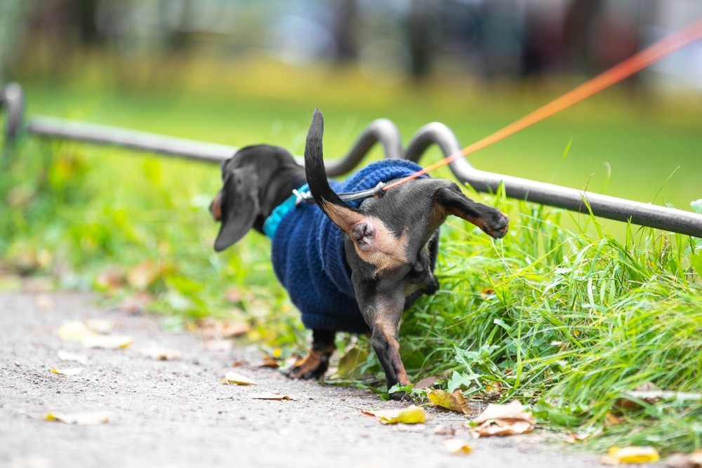 Dog Peeing At A Park During Walk With Owner