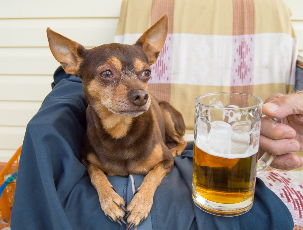 Dog Posing Beside A Glass Of Beer