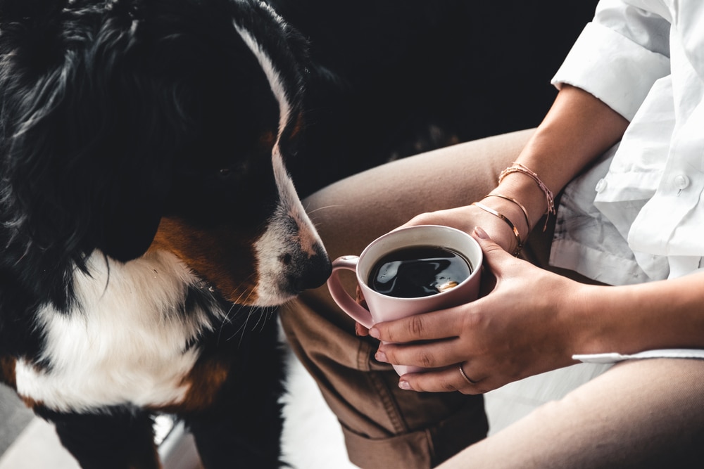 Dog Sniffing Owner'S Cup Of Coffee