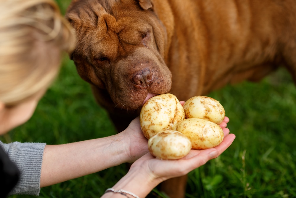 Dog Sniffing Potatoes Out Of Its Owner'S Hands
