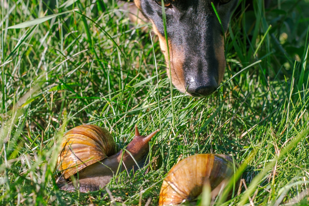 Dog Sniffing Snails