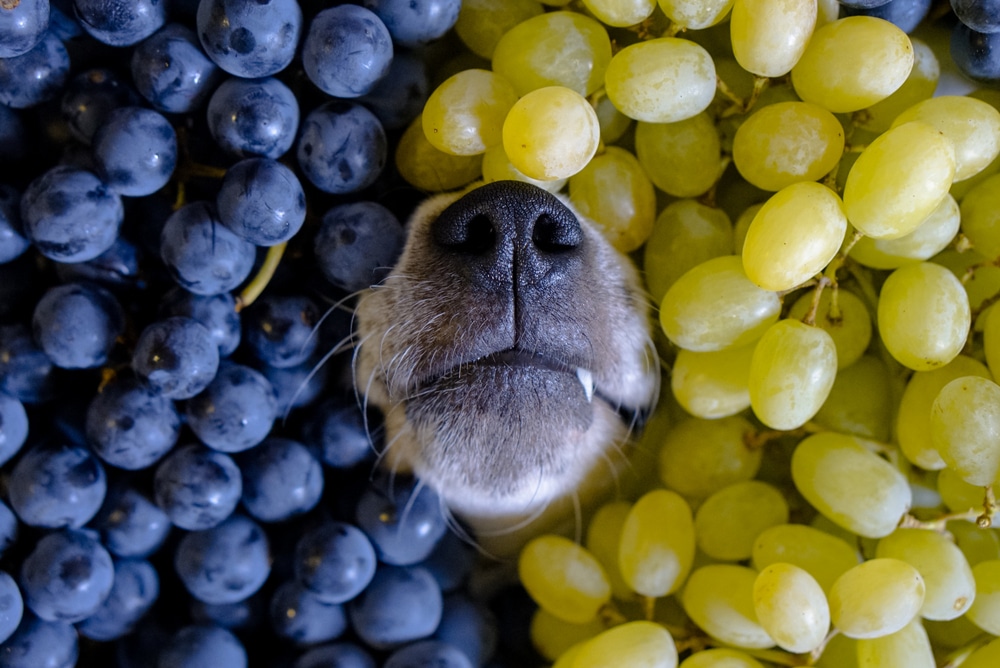 Dog Sticking Out His Nose On A Bunch Of Grapes