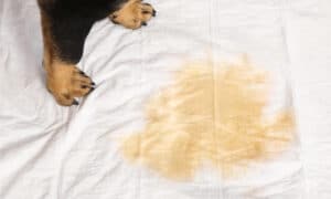 dog urine stain on mattress with dogs paws in the background