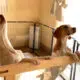 Dogs Howling In Their Cage At Home