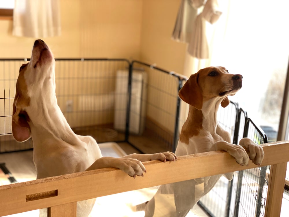 Dogs In A Crate Being Supervised By Owner