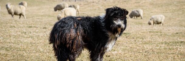 Study Says Patagonian Sheepdog Is The Closest Living Relative To ...