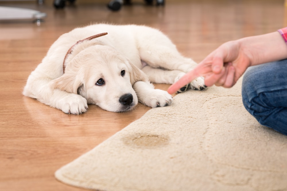 Guilty Puppy Getting Reprimanded By Owner For Peeing On The Carpet