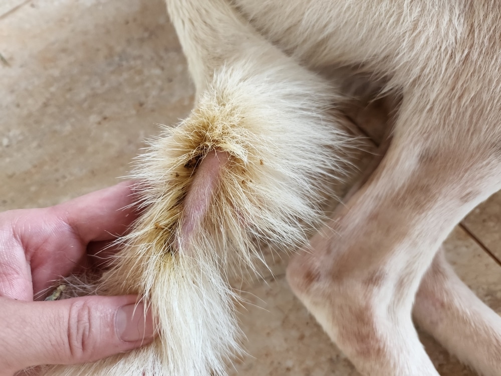 Hair Loss, A Symptom Of Flea Allergy Dermatitis In Dogs