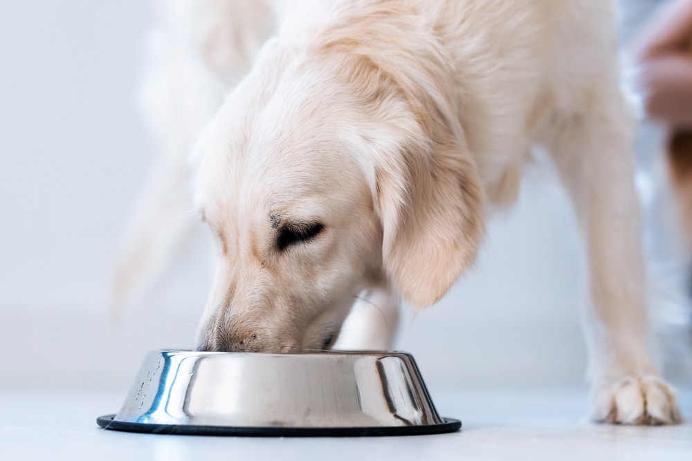 Dog Eating Healthy Food For Longer Dog Life Expectancy