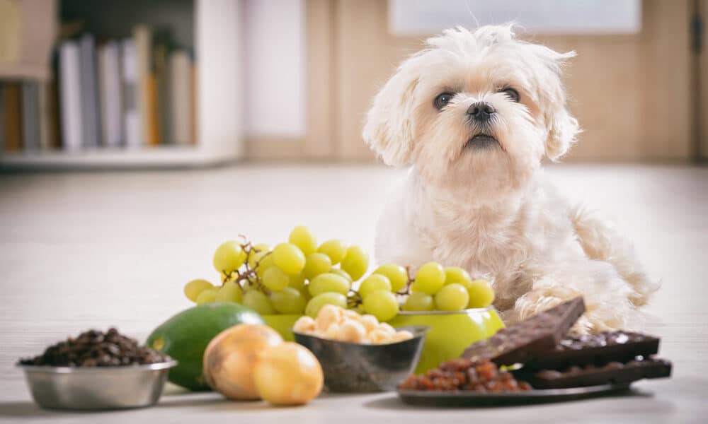 Dog Posing Infront Of Human Foods Dogs Can'T Eat