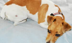jack russell with ringwom