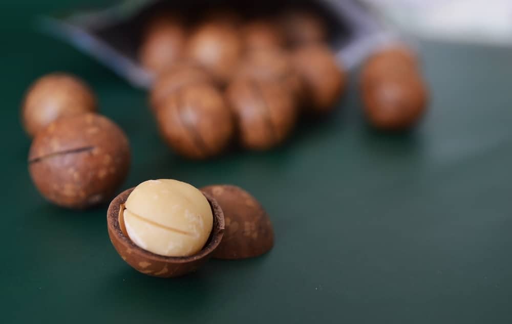 Macadamia Nuts Are One Of The Human Foods Dogs Can'T Eat