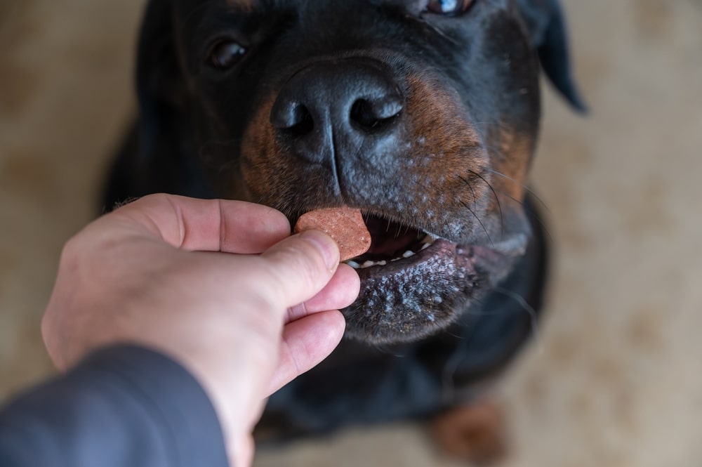 Owner Feeding Dog Chewable Tablet For Flea Allergy Dermatitis In Dogs