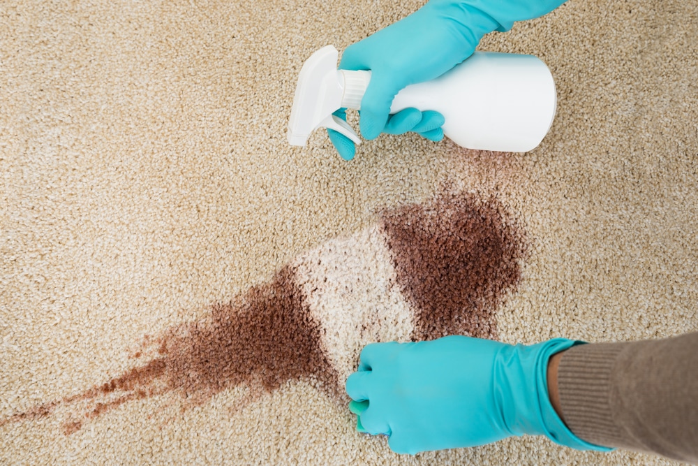Owner Knowing How To Remove Dog Poop On Carpet By Wiping And Spraying Cleaning Product