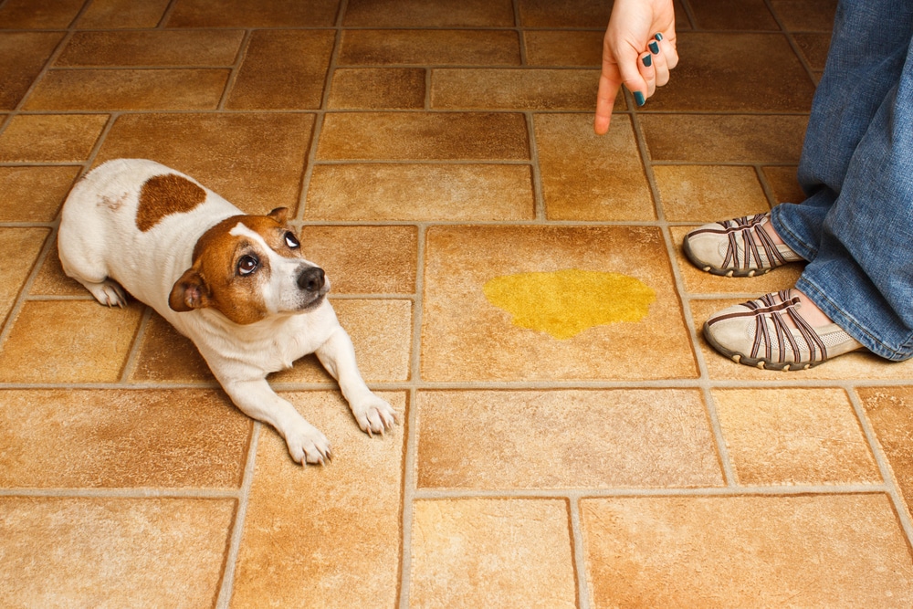Owner Scolding Dog For Peeing On The Carpet